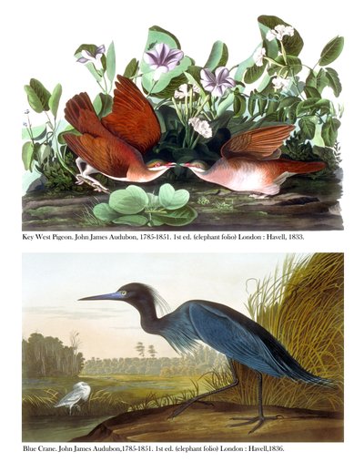 Key West Duif en Blauwe Kraanvogel, c.1833-36 door John James Audubon